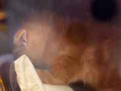 -安安宠医宠物医院·异宠·犬猫内科(岳阳分院)