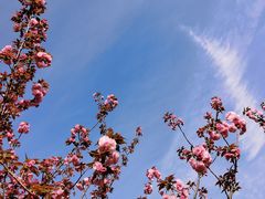 -高东镇樱花园