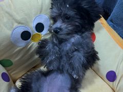 -翊宠yipet猫狗购宠庄园犬舍•猫舍