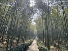 -大奇山国家森林公园