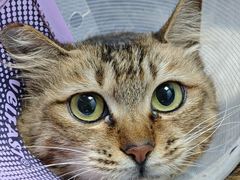 -宠物星动物医院·眼科·异宠·猫科(江南大道总院)