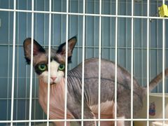 -翊宠yipet猫狗购宠庄园犬舍•猫舍