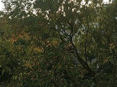 -苏州香山国际大酒店