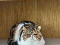 -佑安动物医院·全科·内窥镜中心(幸福巷店)