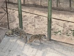 -青藏高原野生动物园