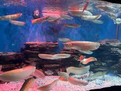 -多彩贵州城极地海洋世界