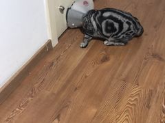 -纳吉亚猫专科动物诊疗中心(蒋宅口分院)