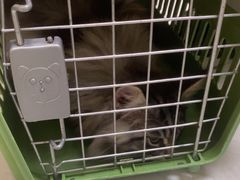 -安安宠医宠物医院·异宠·犬猫内科(岳阳分院)