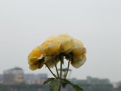 -立新湖公园