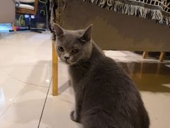 -平行世界·猫咖(首经贸店)