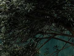 -午潮山国家森林公园