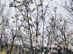 -三里河公园