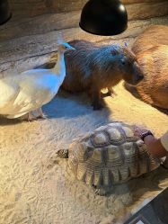 -Zoolung Zoolung动物主题公园(海信广场店)