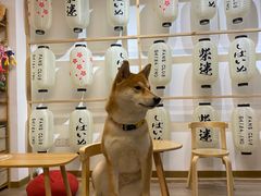-柴迷FANS CLUB·柴犬狗咖·猫咖