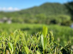 -中国茶叶博物馆(双峰馆区)