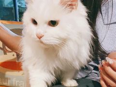 -Anne猫窝咖啡屋