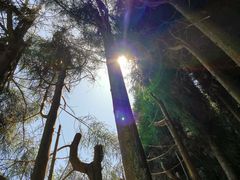 -武陵山森林公园
