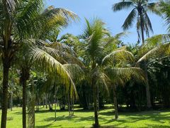 -中国科学院西双版纳热带植物园