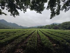 -中国茶叶博物馆(双峰馆区)
