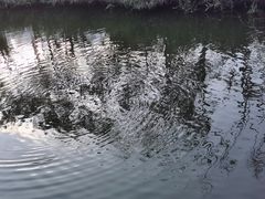 -福田红树林生态公园