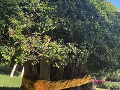 -海南清水湾莱佛士酒店