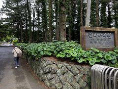 -汉拿树木园