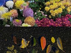 -杭州植物园