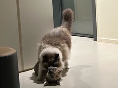 -瑞派名望志远动物医院·猫科·內科·异宠专科(直港大道店)