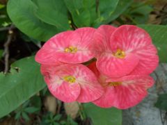 -攀枝花公园