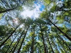 -塞罕坝国家级自然保护区