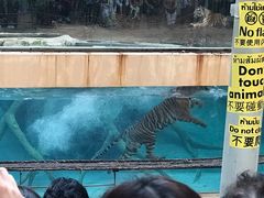 -清迈夜间动物园