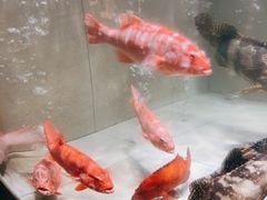 -金汇酒楼(中山东区店)