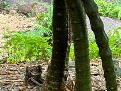 -广州白江湖森林公园