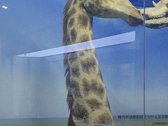 -国家自然博物馆