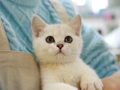 -lincat·猫舍(广州店)