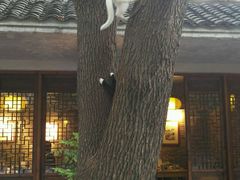 -竹吟山房
