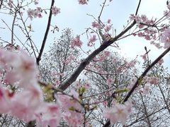 -顾村公园