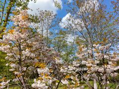 -长白岛森林公园