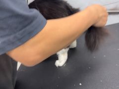 -瑞鹏宠物医院·微创内窥镜·骨外科·牙科(翠竹分院)