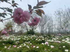 -盛世牡丹苑生态文化旅游区