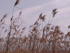 -上海吴淞炮台湾国家湿地公园