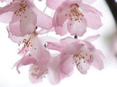 -大宁郁金香公园-停车场