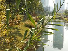 -西北湖绿化广场