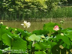 -北京动物园-畅观楼