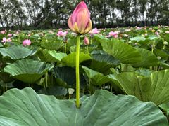 -白渔泡湿地公园