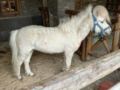 -巴倒烫陆派火锅山庄(南山总店)