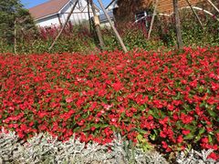 -北纬44度·金珠花海休闲农业旅游景区