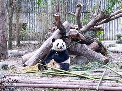 景点-成都大熊猫繁育研究基地