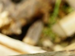 -终南山国家森林公园