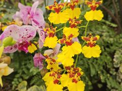 -上海鲜花港